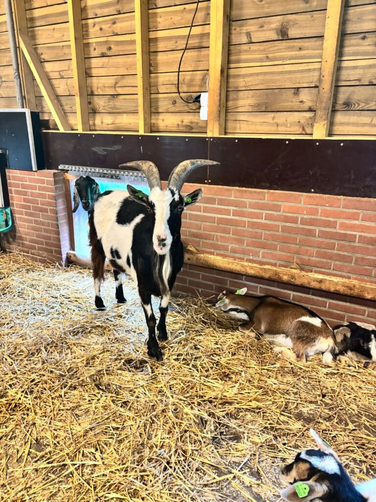 Kinderboerderij Elzenhoek